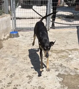Adopt Anna
