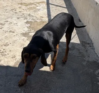 Adoptie hond Mitsos