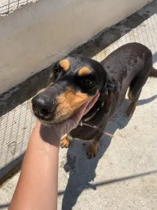 Adopt Pepa