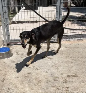 Adopt Anna