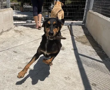 Adopt Pepa