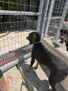 Adopt Pepa