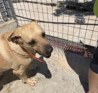 Adoptionsprofil für Dias