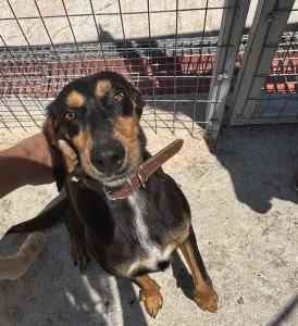 Adopt Pepa