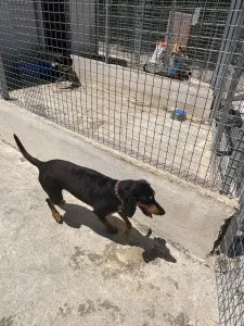 Adopt Pepa