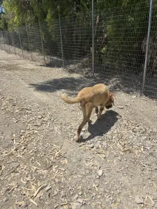 Hund Dias adoptieren
