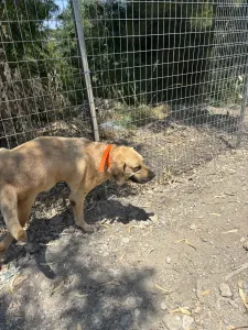 Hund Dias adoptieren