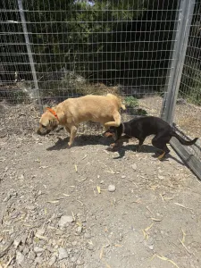 Hund Dias adoptieren