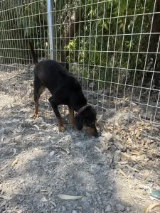 Adopt Pepa