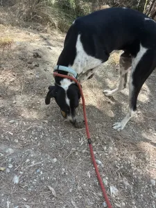Hund Tsampikos adoptieren