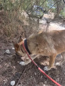 Hund Agapi adoptieren