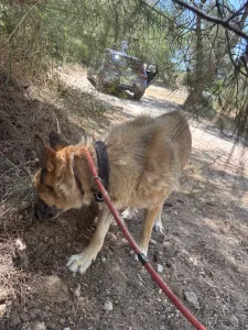 Hund Agapi adoptieren
