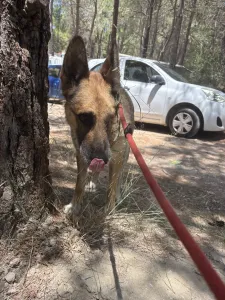 Hund Agapi adoptieren