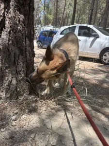 Hund Agapi adoptieren