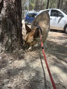 Hund Agapi adoptieren