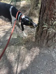 Hund Tsampikos adoptieren