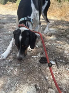 Hund Tsampikos adoptieren