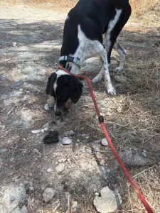 Hund Tsampikos adoptieren