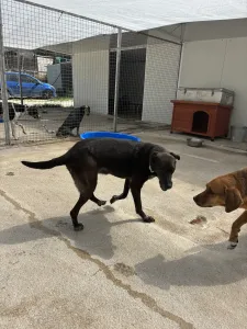 Adopt Afi
