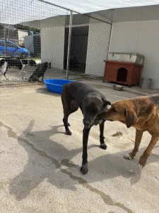 Adopt Afi