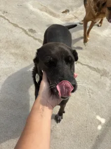 Adopt Afi