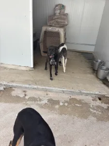 Adopt Afi
