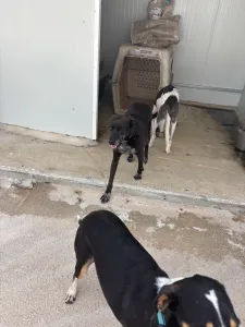 Adopt Afi