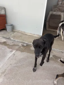 Adopt Afi