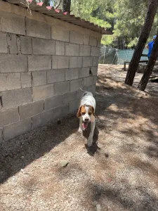 Adopt Aris