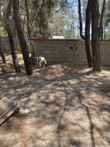 Adopt Aris