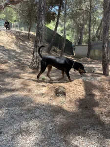 Υιοθεσία σκύλου Zina