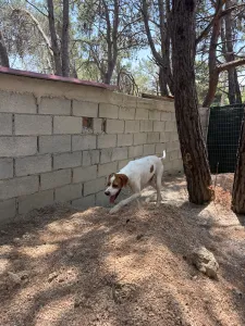 Adopt Aris