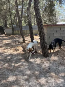 Adopt Aris