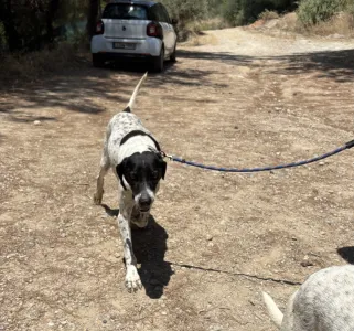 Hund Pebl adoptieren