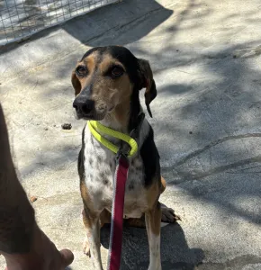 Adopt Cherry