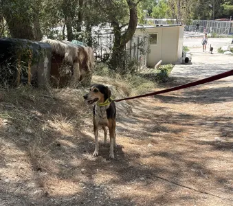 Adopt Cherry