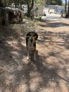 Adopt Cherry