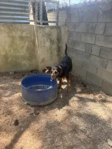 Adoptie hond Molly