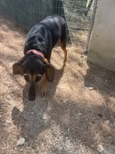 Adoptie hond Molly