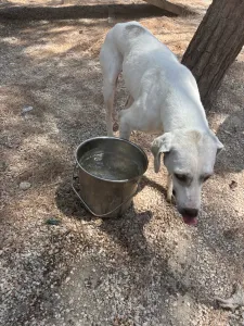 Hund Bellitsa adoptieren
