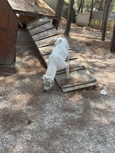 Hund Bellitsa adoptieren
