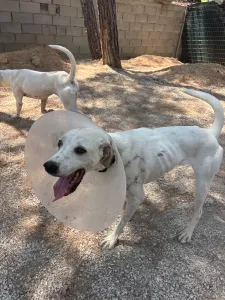 Hund Meli adoptieren