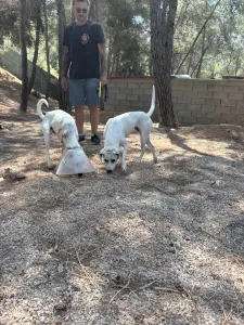 Hund Meli adoptieren