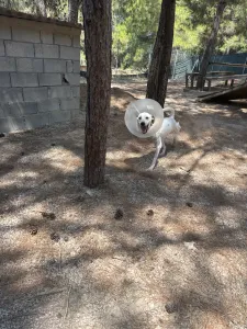Hund Meli adoptieren