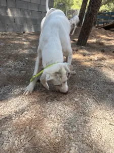 Hund Bellitsa adoptieren