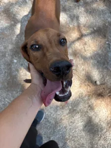 Hund Aris adoptieren