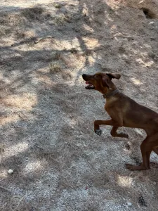 Hund Aris adoptieren