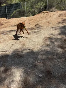 Hund Aris adoptieren