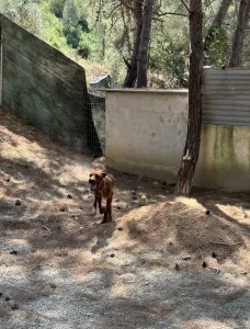 Hund Aris adoptieren