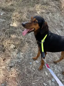 Adopt Marieta